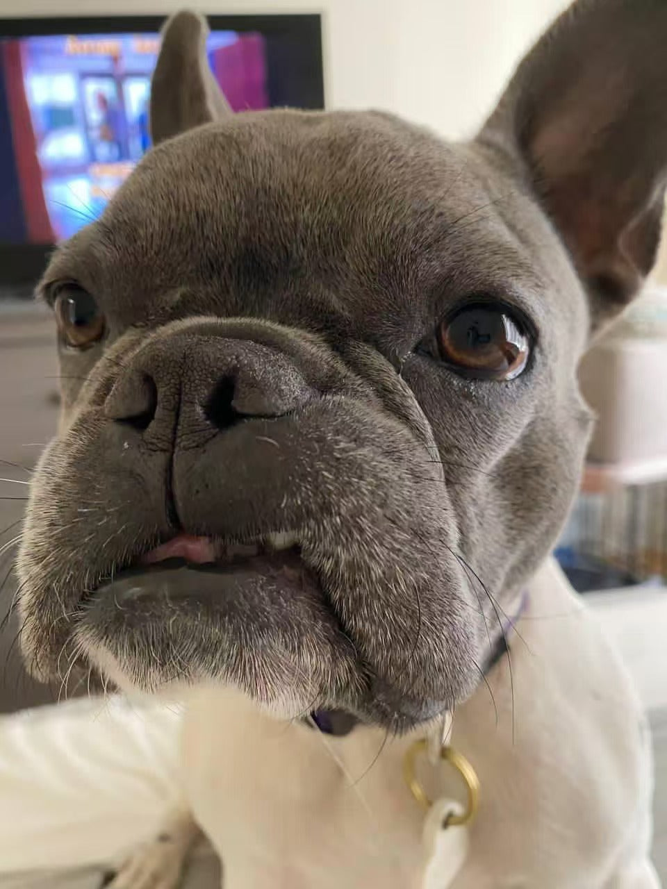 Reference photo of a French bulldog used for a custom leather portrait